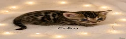 Bengal cats for sale: 🎬 Little Leopard Diaries | TICA BENGAL KITTENS 💎 - Advert 11