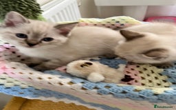 Ragdoll cats for sale: Pure Ragdoll Boys – Raised with Mum in Family Home - Image 7