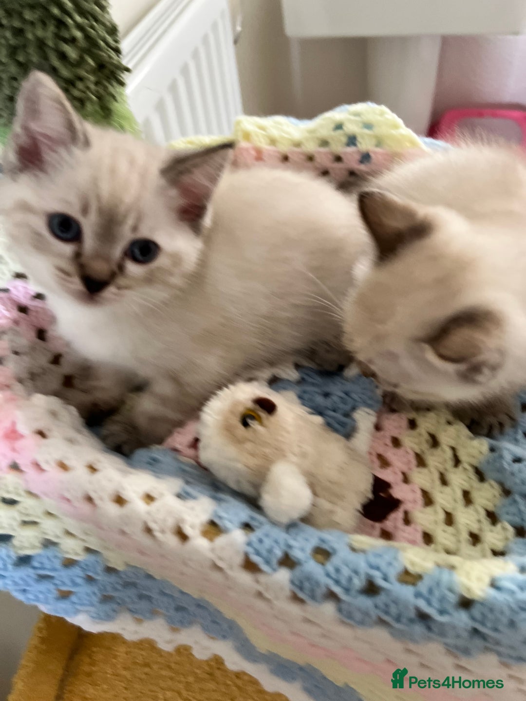 Ragdoll cats for sale: Pure Ragdoll Boys – Raised with Mum in Family Home - Image 7