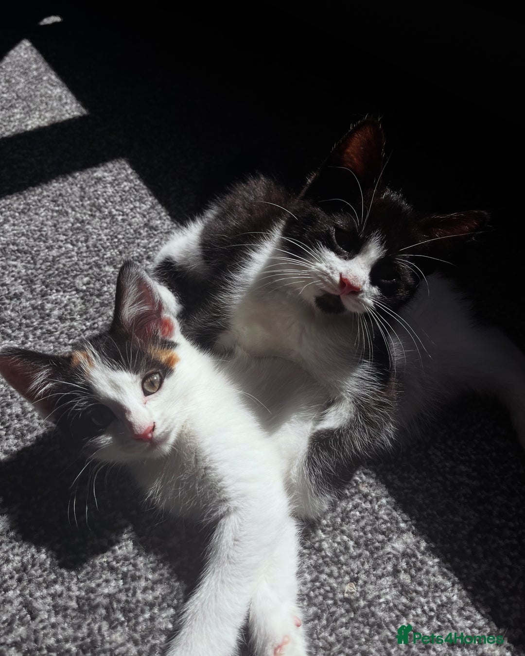 Mixed Breed cats for sale: 2 kittens  - Image 2