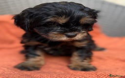 Shihpoo dogs for sale: Fluffy ShihPoo puppies - Image 6