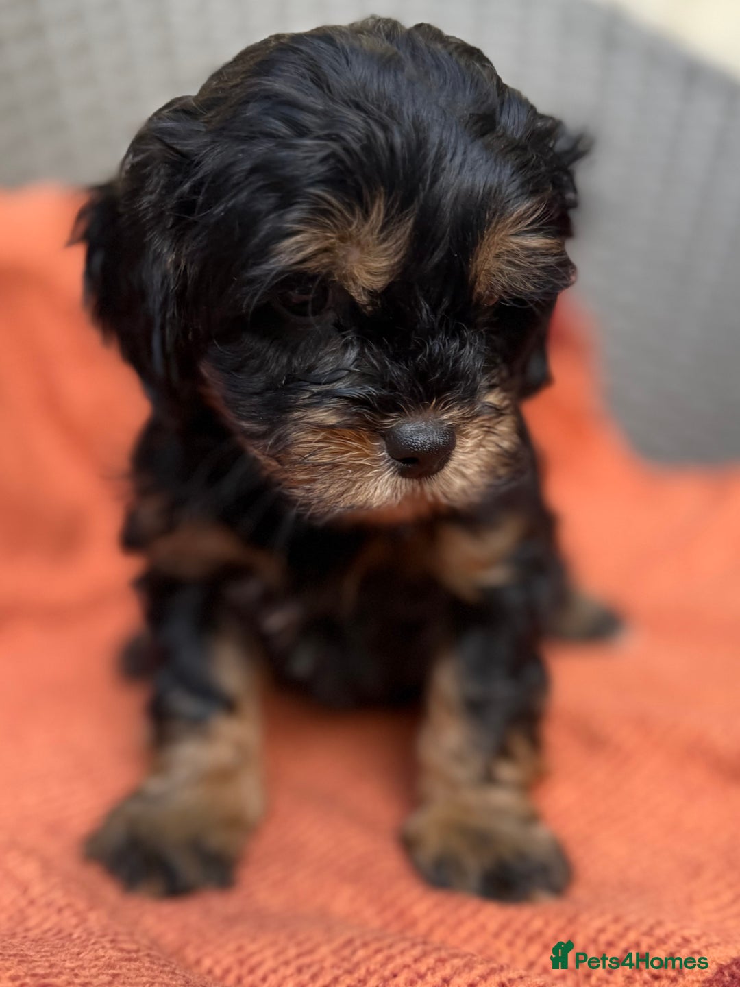 Shihpoo dogs for sale: Fluffy ShihPoo puppies - Image 6