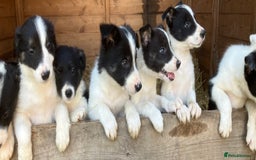 Border Collie dogs for sale: Pure border collies ready now  - Image 9