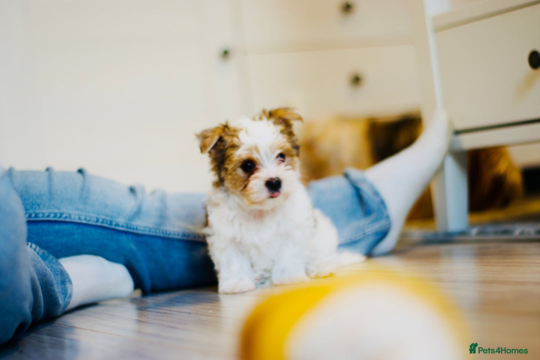 Yorkshire Terrier dogs for sale: ❤️Beautiful blue eyed Yorkshire terrier puppies❤️ - Advert 25