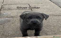 Labrador Retriever dogs for sale: Beautiful Silver & Charcoal KC Labs - Image 11