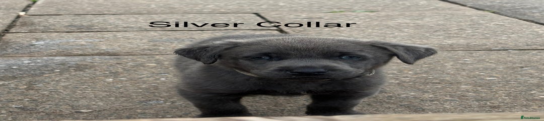Labrador Retriever Puppy 2