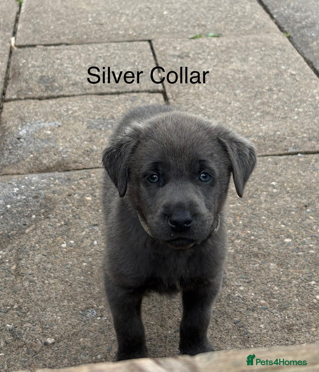 Labrador Retriever dogs for sale: Beautiful Silver & Charcoal KC Labs - Image 11