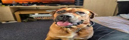 Mixed Breed dogs for sale: Rolo The Rotweiller x Bullmastiff 1 Years Old - Advert 2