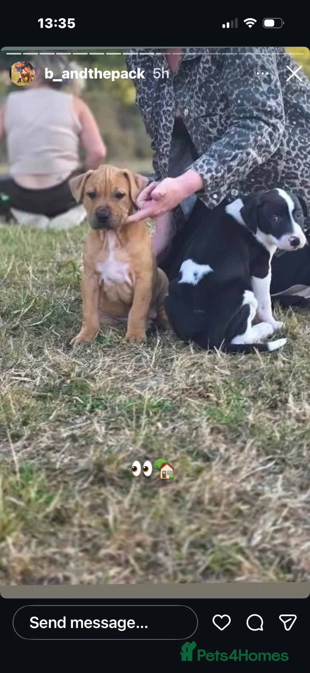 Mixed Breed dogs for sale: 10 week old pups  in Halifax - Advert 12