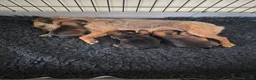Border Terrier dogs for sale: Border Terrier Puppies for sale  - Advert 9