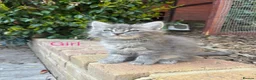 Mixed Breed cats for sale: Sweet kittens for sale  - Advert 7