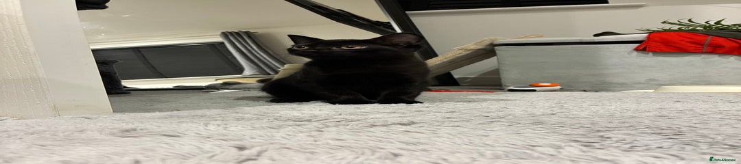 British Shorthair Kitten 1