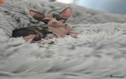 Sphynx cats for sale: Sphynx  - Image 4