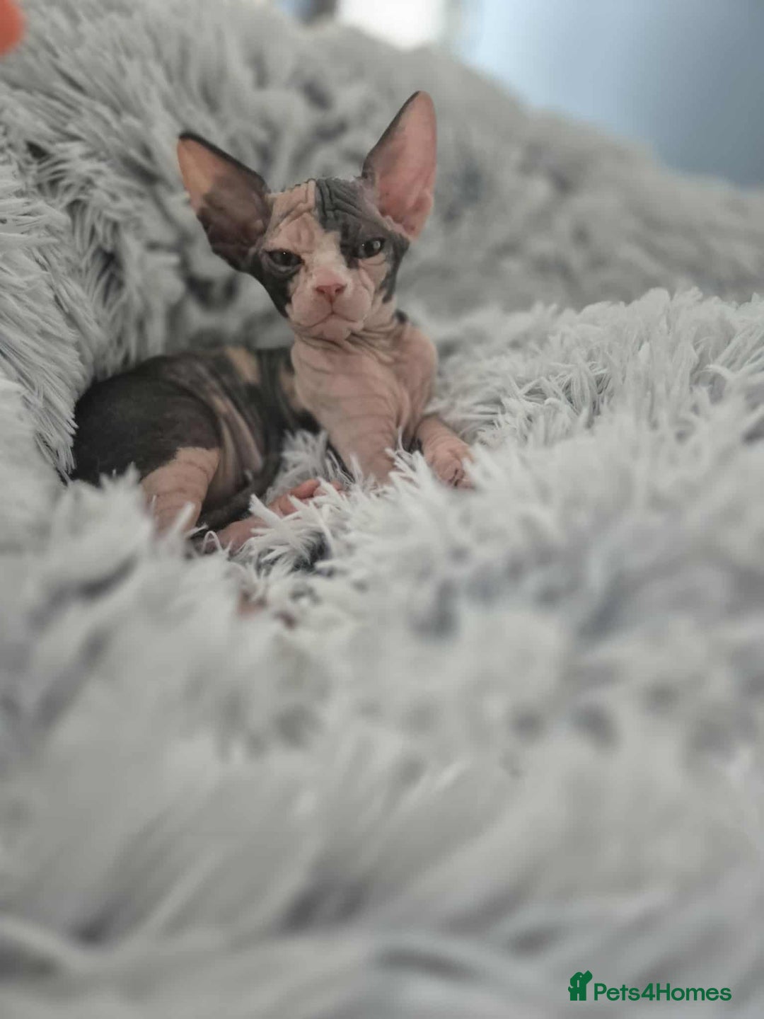 Sphynx cats for sale: Sphynx  - Image 4