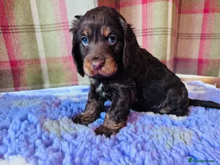 Cockapoo dogs Beautiful Health Tester Cockapoo Babies 🐾🐾🐾 - Advert 3