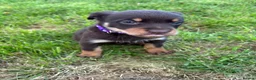 Australian Kelpie dogs for sale: Red and Tan Australian Kelpie Puppies in Knighton - Advert 4