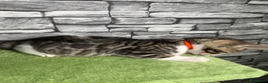 Bengal Kitten 4