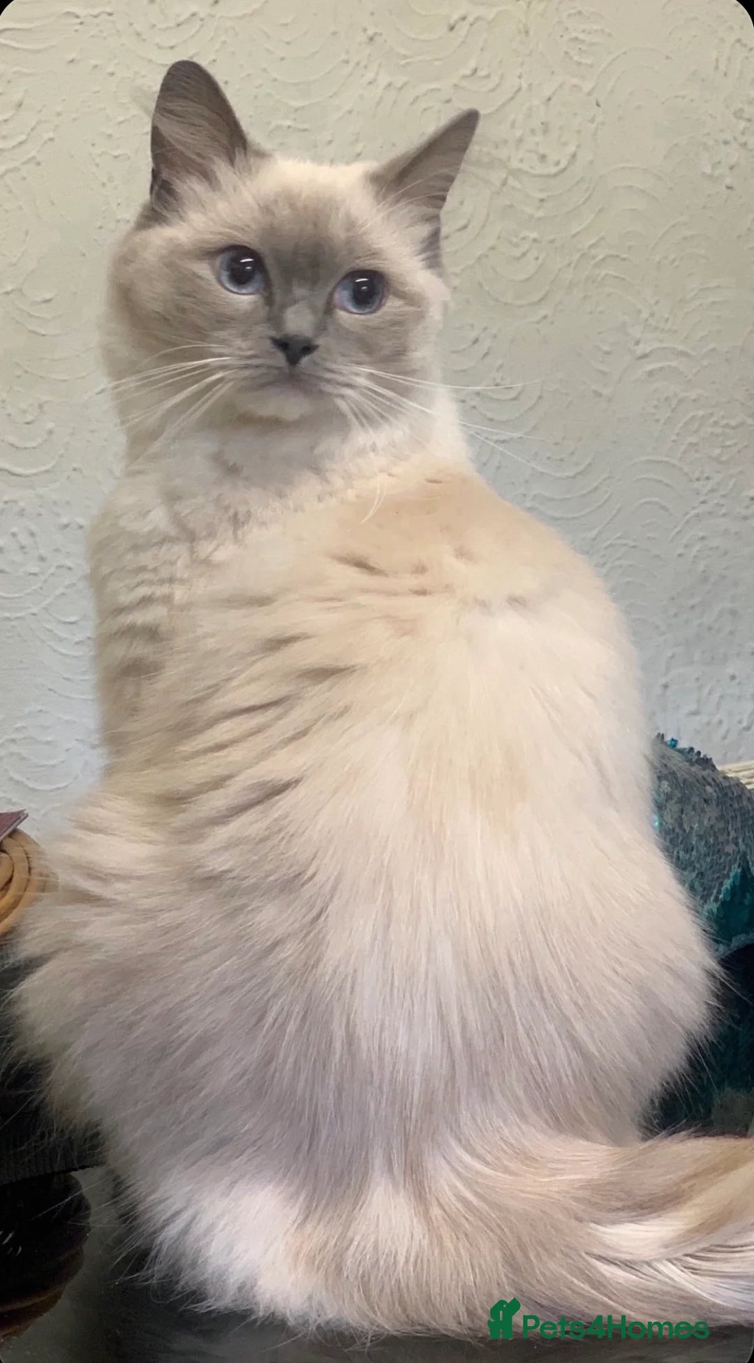 Ragdoll cats for sale: Stunning Ragdoll kittens  - Advert 2