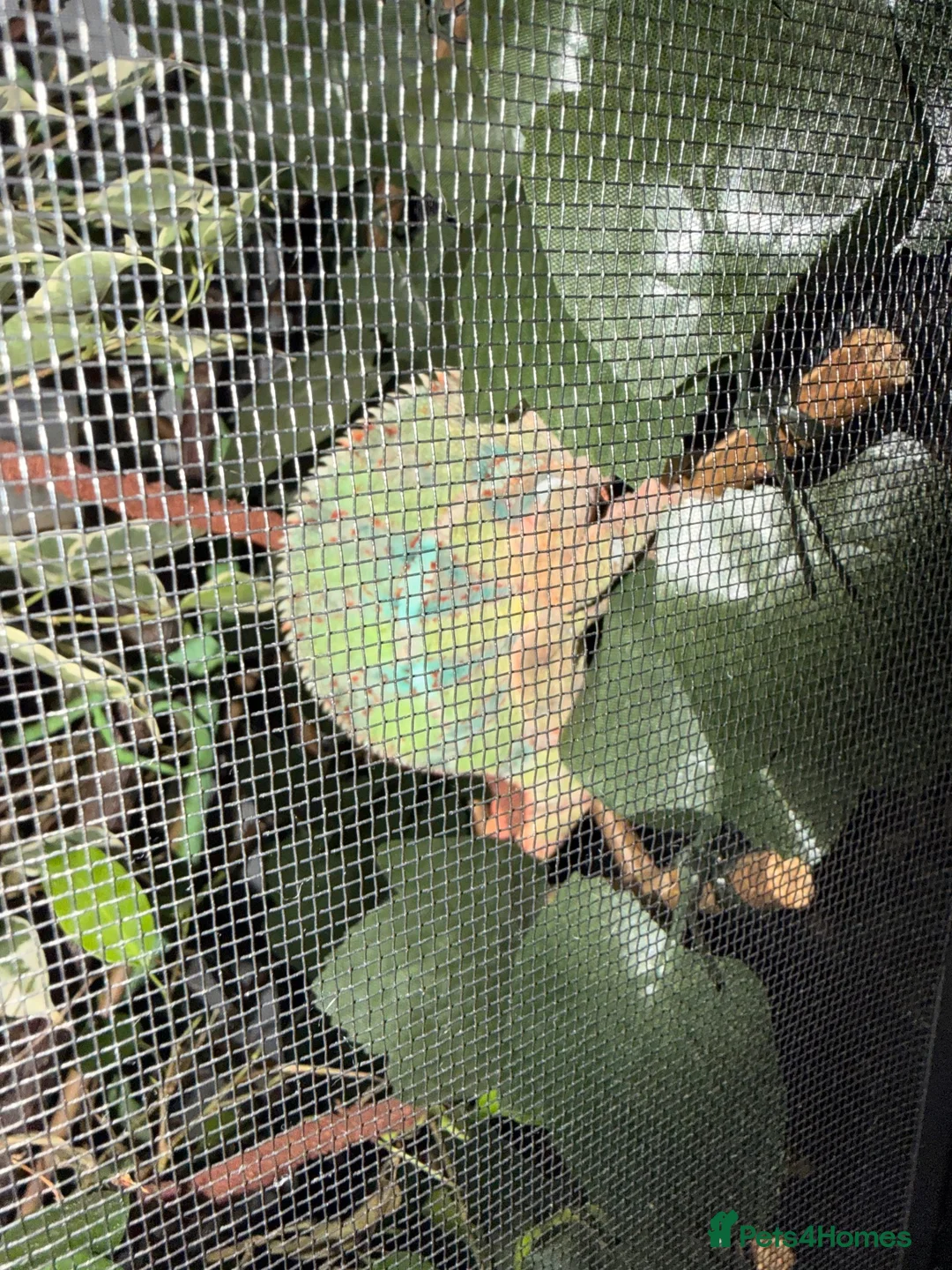 Chameleon reptiles for sale: Male panther chameleon  - Advert 4