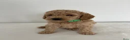 Toy Poodle dogs for sale: Poodle puppies from health tested parents  in Gravesend - Advert 14