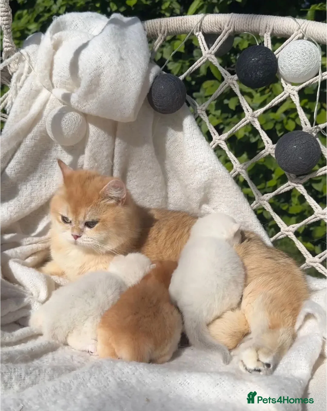 British Shorthair cats for sale: British Shorthair BSH Black Golden Chinchilla CP - Advert 5