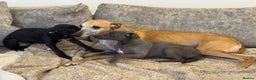 Whippet dogs for sale: 2 BEAUTIFUL TRUE SHOE TYPE KC REGISTERED WHIPPETS - Advert 5
