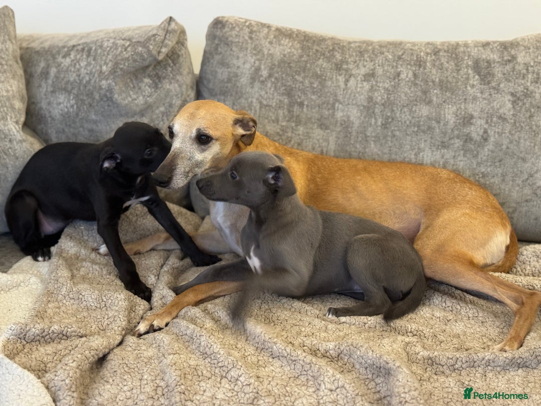 Whippet dogs for sale: 2 BEAUTIFUL TRUE SHOE TYPE KC REGISTERED WHIPPETS - Advert 5