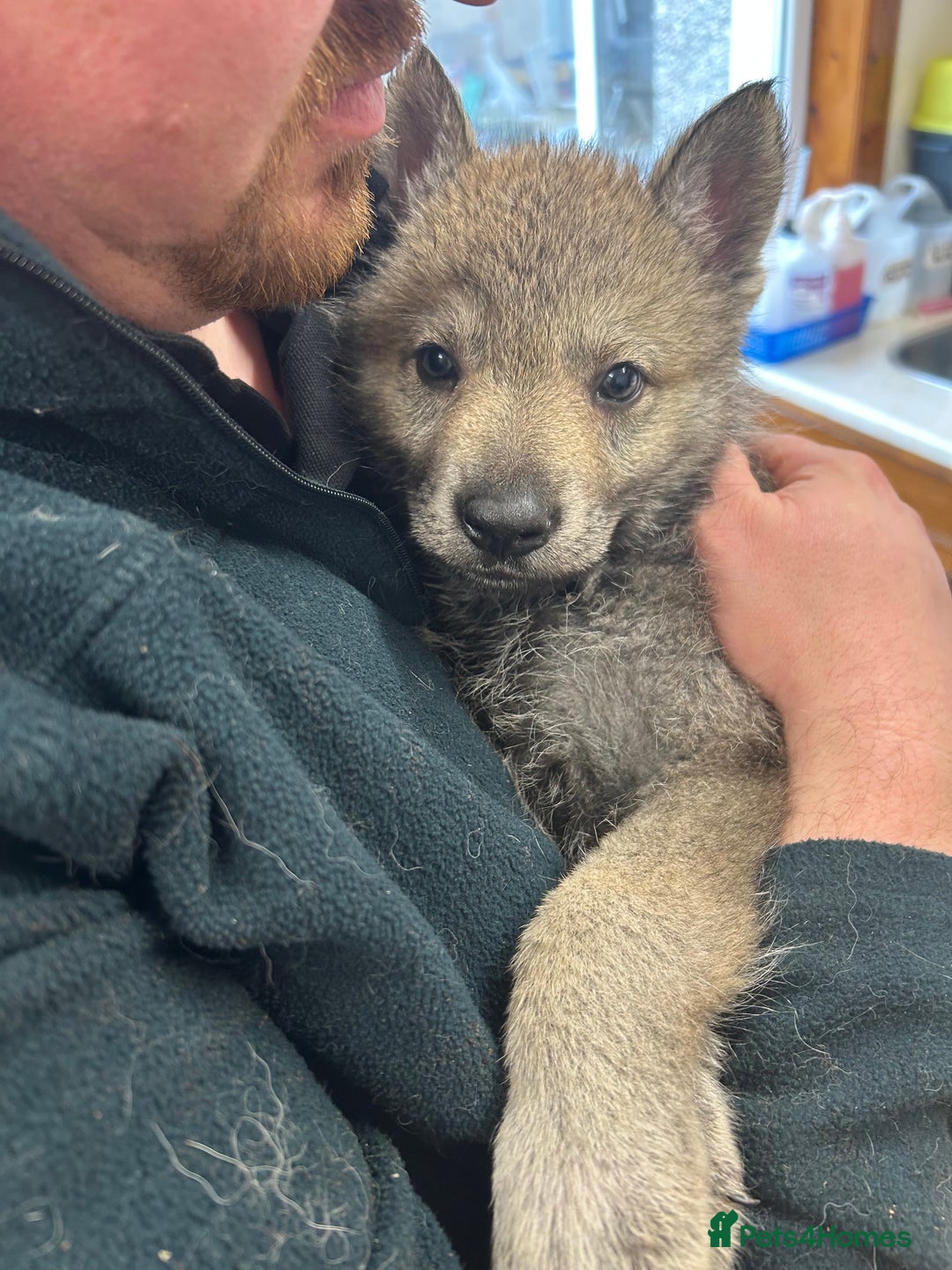 Saarloos Wolfdog dogs for sale: READY NOW Czechoslovakian wolfdog - Advert 4