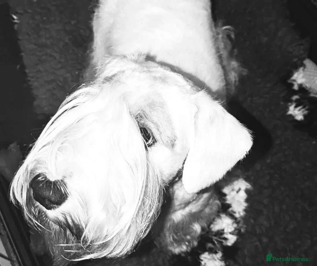 Sealyham Terrier dogs for stud: Sealyham Terrier Stud Dog - Advert 1