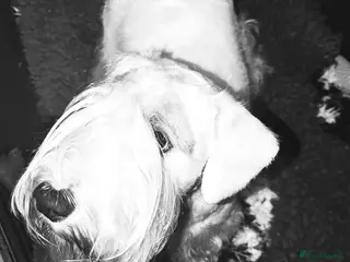 Sealyham Terrier dogs Sealyham Terrier Stud Dog - Advert 1