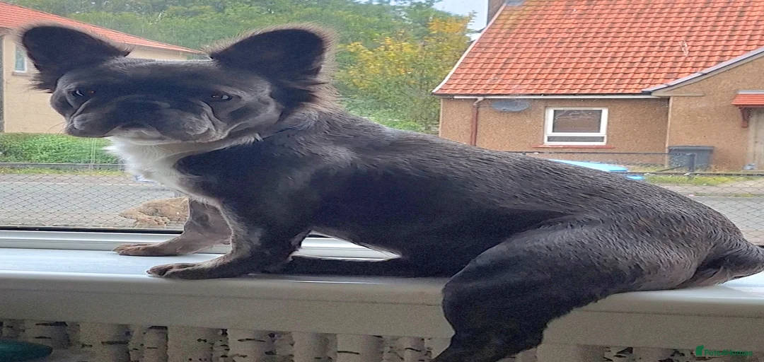 Gallery Image {{count}}