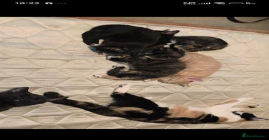 Mixed Breed cats - Advert 15