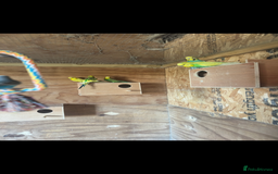 Budgerigars birds for sale: Mixed budgies for sale aged 1-3 years  - Image 7