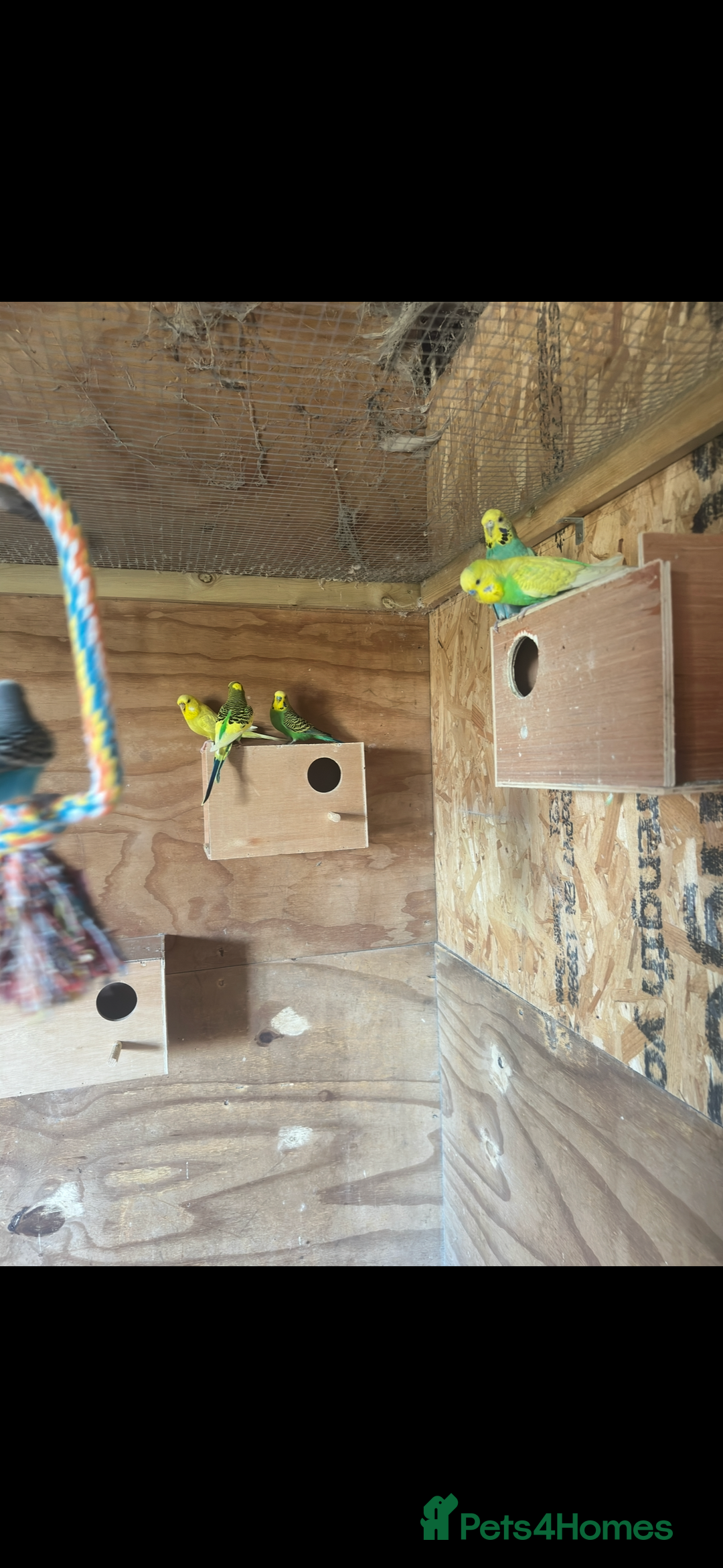 Budgerigars birds for sale: Mixed budgies for sale aged 1-3 years  - Image 7