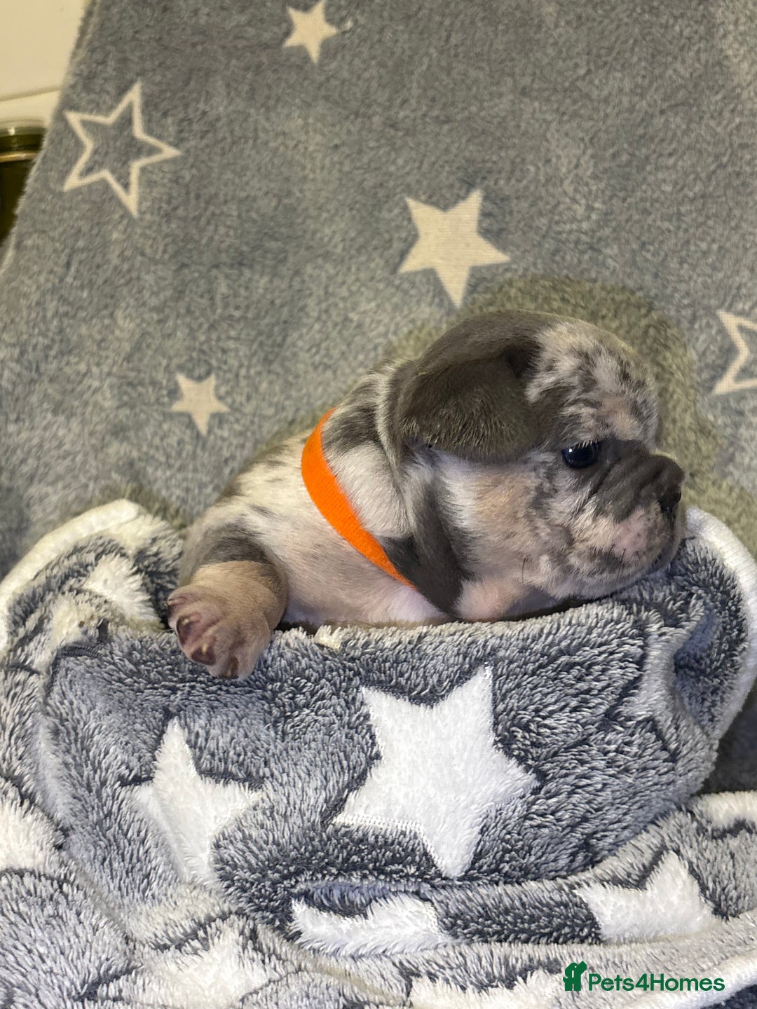 French Bulldog dogs for sale: FRENCH-BULLDOG LITTER  - Advert 23