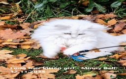 British Shorthair cats for sale: ❤ Pedigree British Short/Long Hair Kittens ❤ - Advert 9