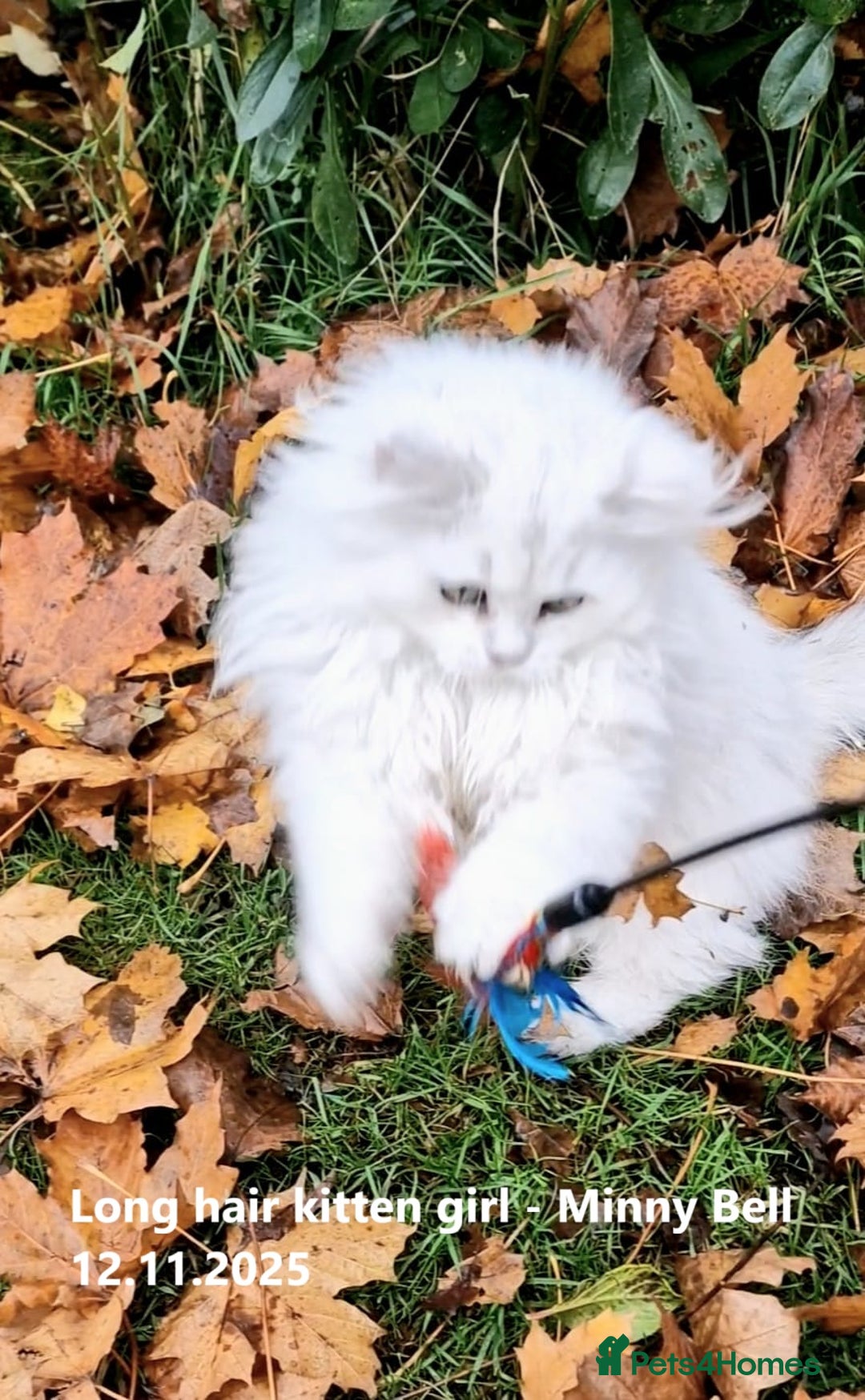 British Shorthair cats for sale: ❤ Pedigree British Short/Long Hair Kittens ❤ - Advert 9