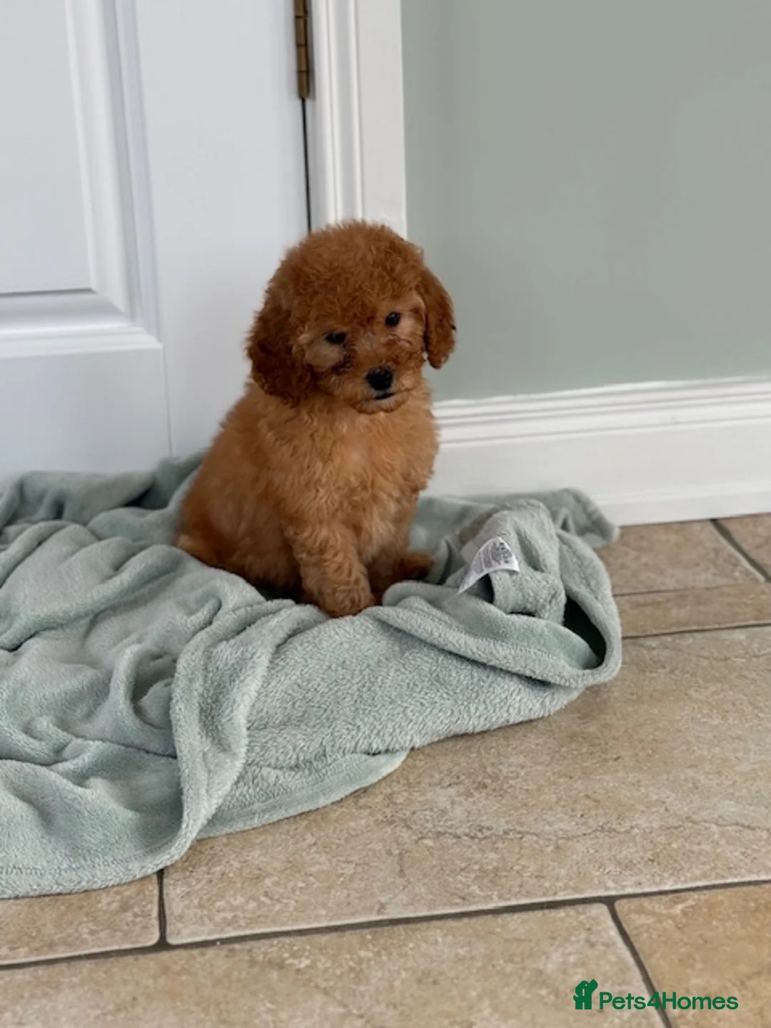 Cavapoo dogs for sale: F1 cavapoo puppy's  - Advert 24