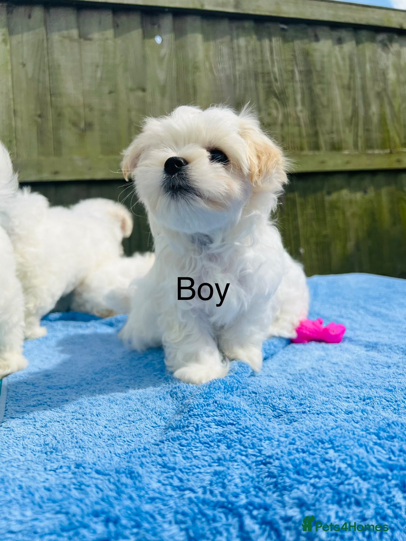Maltese dogs Maltese -small size hypoallergenic-3 boys one girl - Advert 12