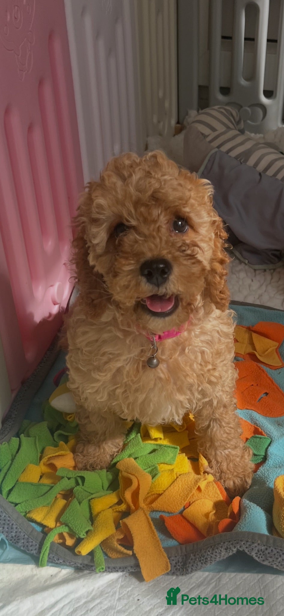 Cavapoo dogs Top quality, health tested F1b Cavapoo babies - Advert 14