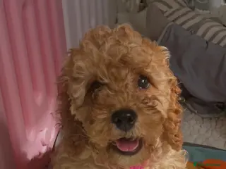 Cavapoo dogs Top quality, health tested F1b Cavapoo babies - Advert 14