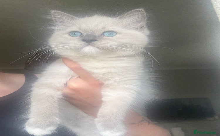 Ragdoll cats - Advert 1