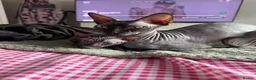 Sphynx cats for sale: 4 Sphynx Kittens - Advert 2