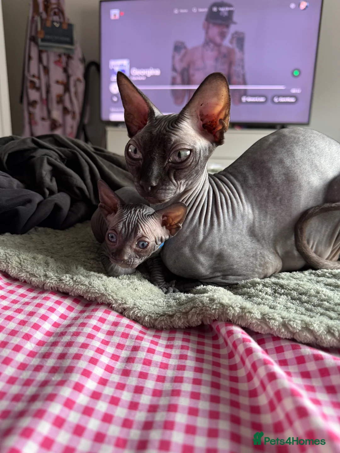 Sphynx cats for sale: 4 Sphynx Kittens - Advert 2