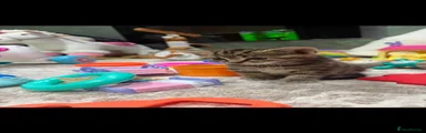 Mixed Breed Kitten 2
