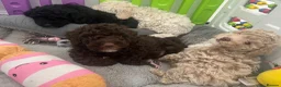 Mixed Breed dogs for sale: Intervariety Brown phantom Male Poodle  in Rugeley - Advert 10