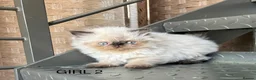 Persian cats for sale: TWO BEAUTIFUL GIRL READY FOR RESERVE!!! - Advert 6