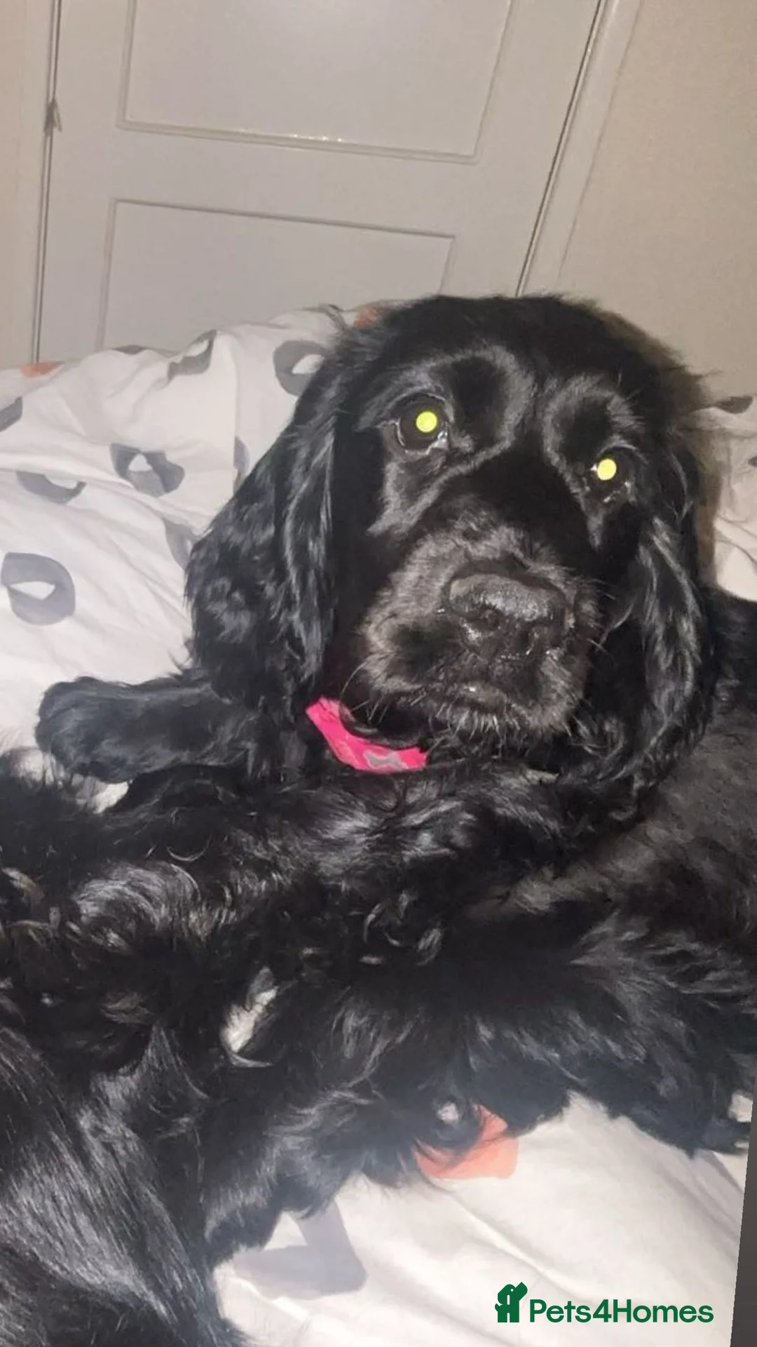 Cocker Spaniel dogs for sale: Black cocker spaniel puppy  - Advert 3