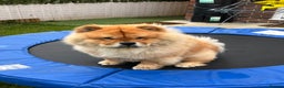 Chow Chow dogs for stud: KC Fawn Chow Chow for stud near Durham  - Advert 4
