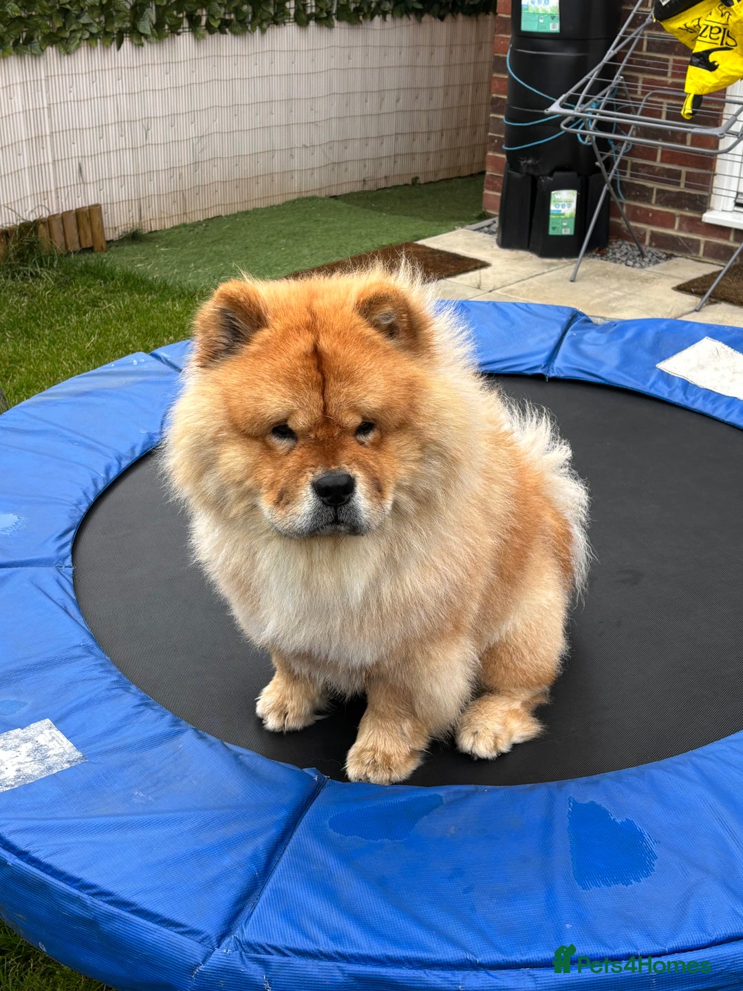 Chow Chow dogs for stud: KC Fawn Chow Chow for stud near Durham  - Advert 4